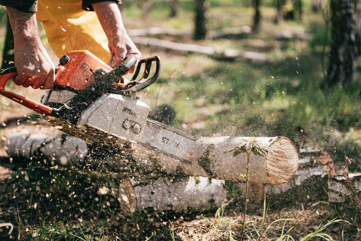 Trädfällning av erfaren arborist